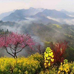 水墨皖南云梯篁岭花海江岭行